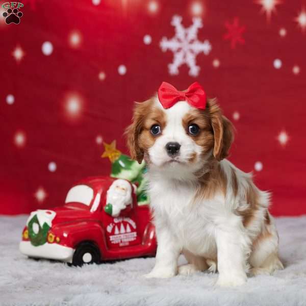 Asher, Cavalier King Charles Spaniel Puppy